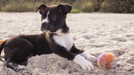 Puppy Fun in the Sand wallpaper