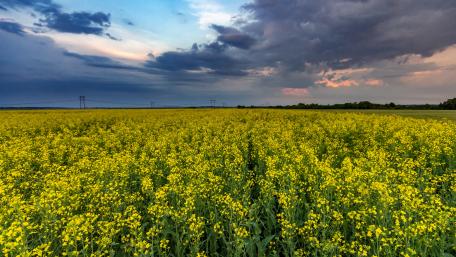 Canola field wallpaper