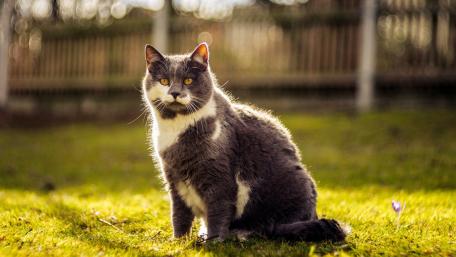 Fluffy Cat Enjoying a Sunny Day in the Garden wallpaper