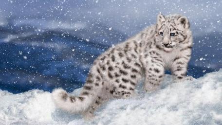Snow Leopard in a Winter Wonderland wallpaper
