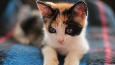 Playful Kitten's Cozy Moment wallpaper