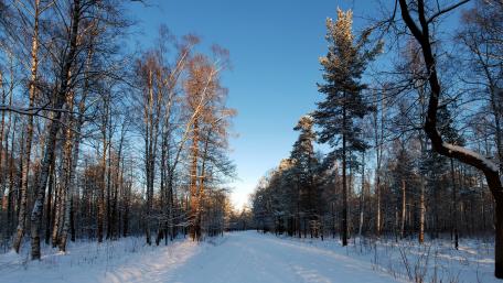 Winter blue sky wallpaper