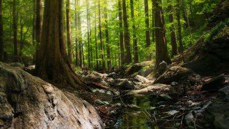 Forest Stream Serenity wallpaper