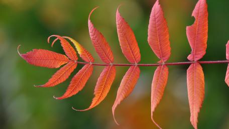 Red leaves wallpaper