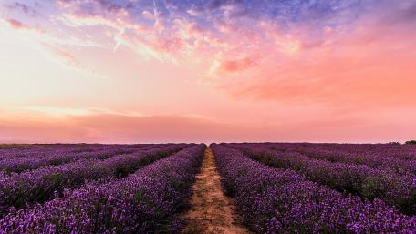 Lavender farm wallpaper