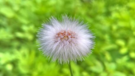 Close up dandelion flower photo wallpaper