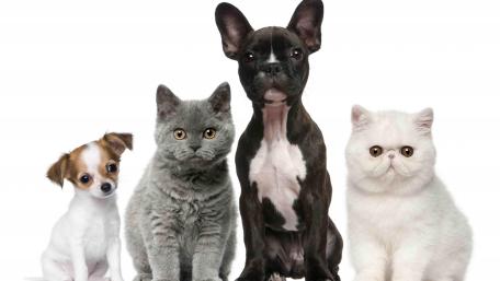 Cats and dogs wallpaper