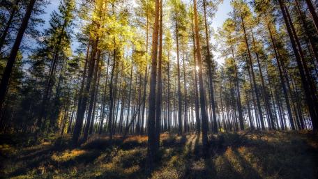 Autumn sunlight in the forest wallpaper