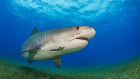 Majestic Shark Gliding Through Clear Waters wallpaper