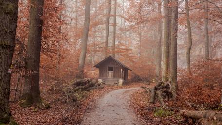 Autumn Serenity in the Forest Pathway wallpaper