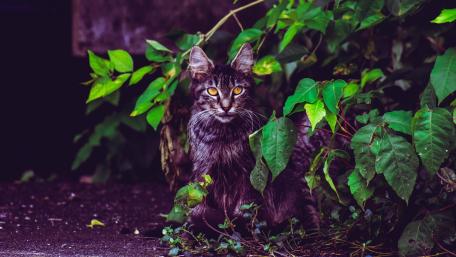 Majestic Cat Among Lush Greenery wallpaper