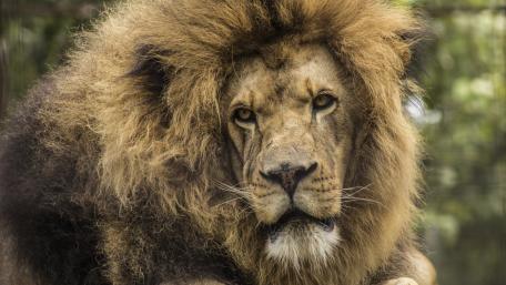 African lion (Panthera leo) wallpaper