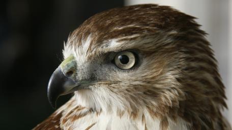 Falcon wallpaper