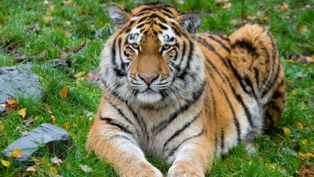 Majestic Tiger Relaxing in Nature wallpaper