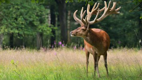Deer grazing in the field wallpaper