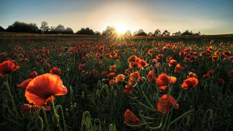 Sunlit Poppy Field Splendor. wallpaper