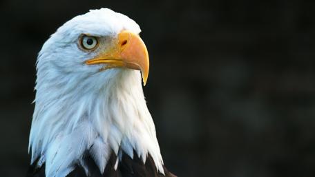 Majestic Bald Eagle Gaze wallpaper