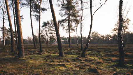 Serene Forest Landscape at Dusk wallpaper