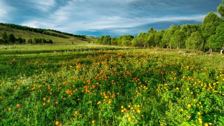 Summer field wallpaper