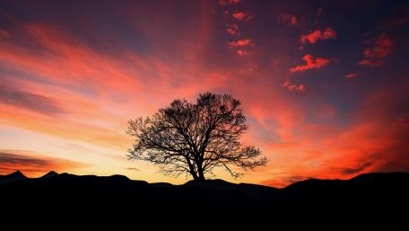 A lone tree silhouette wallpaper