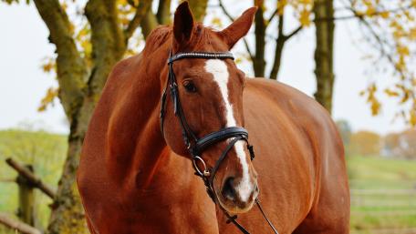 Brown horse wallpaper