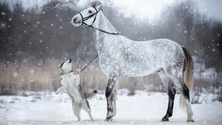 Winter Companionship in Snow wallpaper