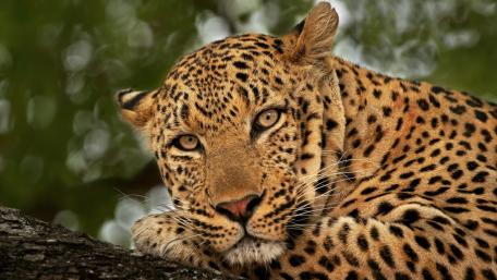 Majestic Leopard in Its Natural Habitat wallpaper
