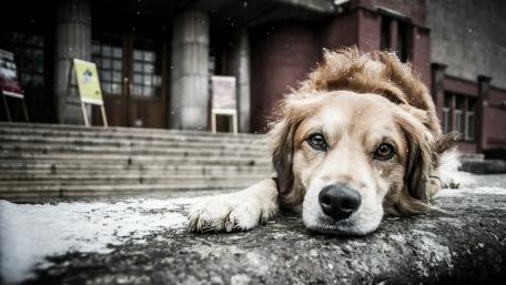 Cute Golden Retriever wallpaper
