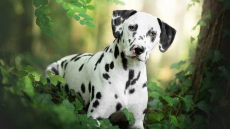 Dalmatian dog wallpaper