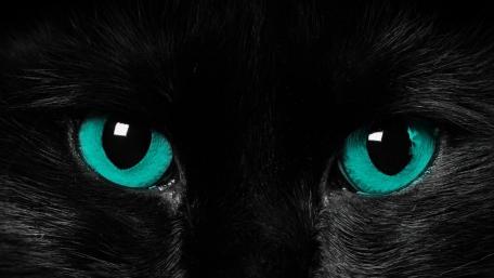 Black cat wallpaper