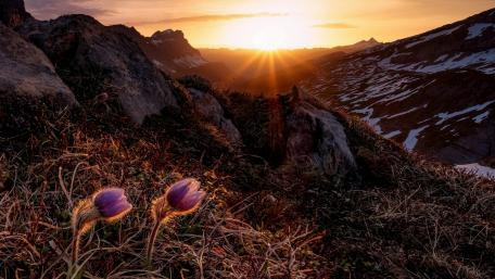 Pasque flower wallpaper
