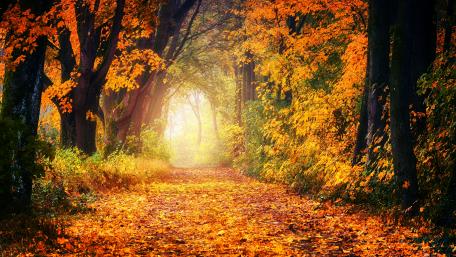 Autumnal Glow in the Forest Path wallpaper