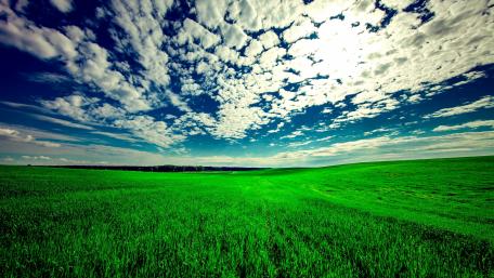 Green field wallpaper