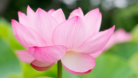 Enchanting Pink Lotus Blossom wallpaper