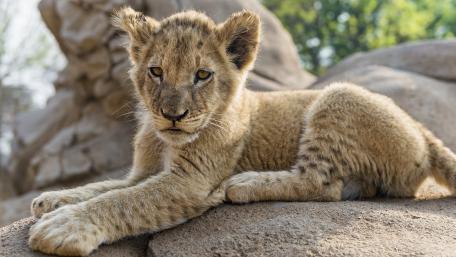 Adorable Lion Cub Relaxing in the Sun wallpaper