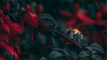 Buzzing Among Red Blooms wallpaper