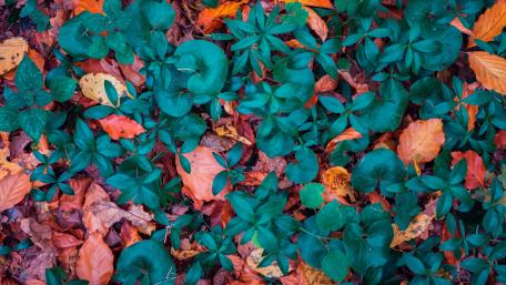 Nature's Colorful Autumn Harmony wallpaper
