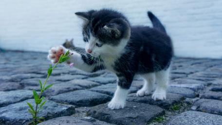 Playful Kitten Explores the Outdoors wallpaper