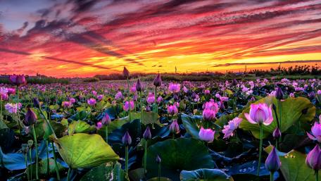 Sared Lotus flower carpet wallpaper