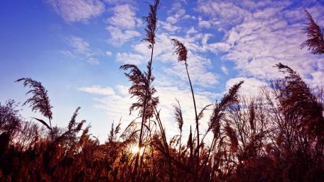 Serene Sunset Over Tall Reeds in the Sky wallpaper