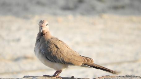 Dove photo wallpaper