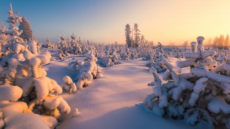 Winter Wonderland in Morning Light wallpaper