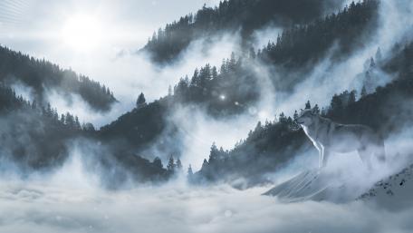 A lone wolf in the foggy mountains wallpaper