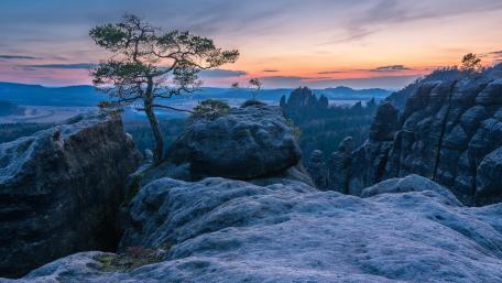 A lone tree on the rocks (Saxon Switzerland National Park) wallpaper