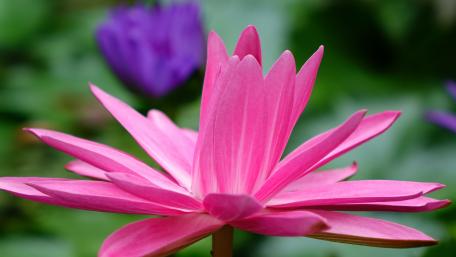Pink lotus wallpaper