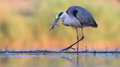 Fisher crane bird wallpaper
