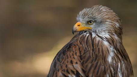 Majestic Gaze of a Hawk in the Wild wallpaper