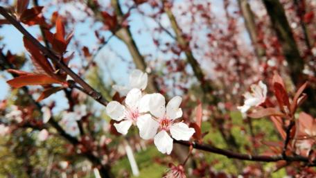 Delicate Blossoms in Springtime Air wallpaper