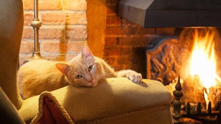 Cozy Cat by the Fireplace wallpaper
