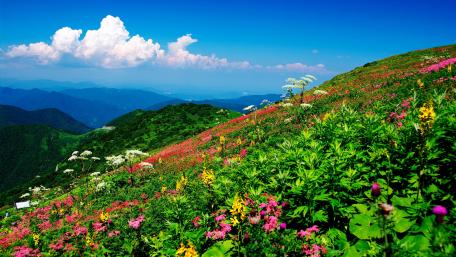 Spring flower carpet covers the hillside wallpaper